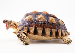 Indian Star Tortoise on white surface